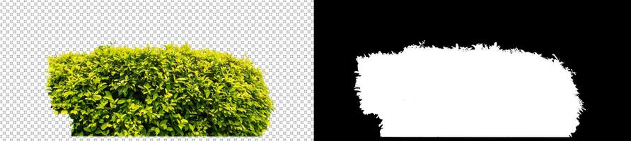 Shrubs isolated on transparent background with clipping path and alpha channel on black background photo