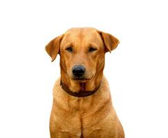 Red male dog  isolated  white background for both printing and web pages with cut path and alpha channel photo