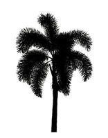 diseño de pincel de palmera de silueta sobre fondo blanco, pincel de ilustraciones de árbol real con ruta de recorte y canal alfa foto