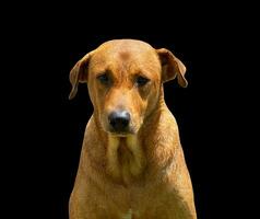 Beautiful dog isolated on black background for both typography and web pages with cut paths and alpha channel photo