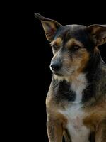 Beautiful dog isolated on black background for both typography and web pages with cut paths and alpha channel photo