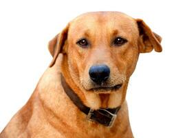 Red male dog  isolated  white background for both printing and web pages with cut path and alpha channel photo