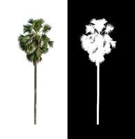 sugar palm that are isolated on a white background are suitable for both printing and web pages photo