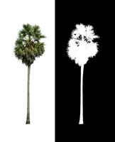 sugar palm that are isolated on a white background are suitable for both printing and web pages photo