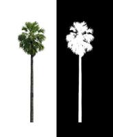 sugar palm that are isolated on a white background are suitable for both printing and web pages photo