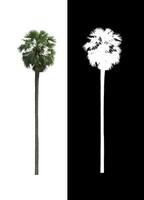 sugar palm that are isolated on a white background are suitable for both printing and web pages photo