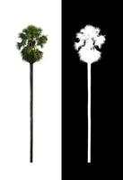 sugar palm that are isolated on a white background are suitable for both printing and web pages photo