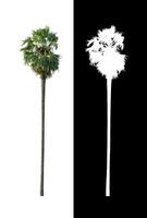 sugar palm that are isolated on a white background are suitable for both printing and web pages photo