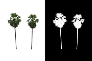 sugar palm that are isolated on a white background are suitable for both printing and web pages photo