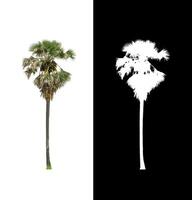 sugar palm that are isolated on a white background are suitable for both printing and web pages photo