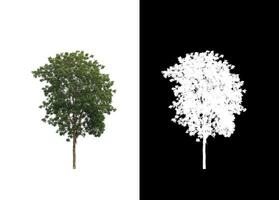 Isolated single tree with clipping path and alpha channel on black background. photo