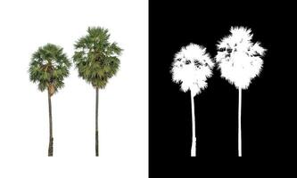 sugar palm that are isolated on a white background are suitable for both printing and web pages photo