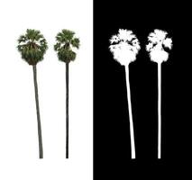 sugar palm that are isolated on a white background are suitable for both printing and web pages photo