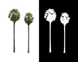 sugar palm that are isolated on a white background are suitable for both printing and web pages photo