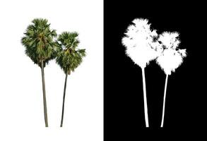 sugar palm that are isolated on a white background are suitable for both printing and web pages photo