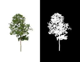 Isolated green tree with clipping path and alpha channel on black background. photo