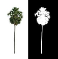 sugar palm that are isolated on a white background are suitable for both printing and web pages photo