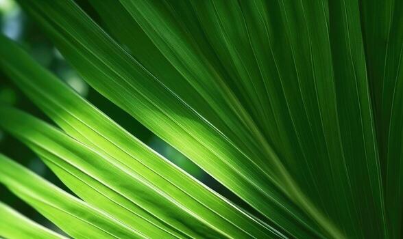 Palm leaves textured wallpaper. Creative abstract surface banner. For postcard, book illustration, card.Created with tools photo