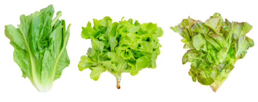 Romaine Grüner Salat Grün Eiche und rot Eiche Gemüse png