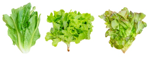 romaine sallad grön ek och röd ek vegetabiliska png