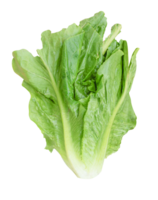 Romaine Grüner Salat Gemüse png