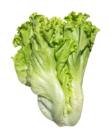 romaine sallad vegetabiliska png