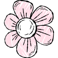 chamomile flower  hand drawing png