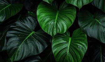 Tropical leaves textured wallpaper. Creative abstract surface banner. For postcard, book illustration, card. Created with tools photo