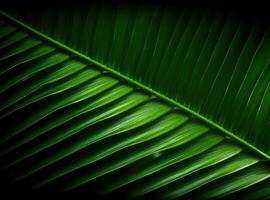 Palm leaf wallpaper. Tropical leaves background. For banner, postcard, book illustration. Created with generative AI tools photo