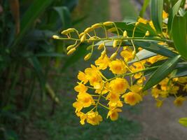 Beautiful yellow orchid in the garden photo