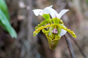 Beautiful paphiopedilum orchid are blooming on nature background photo