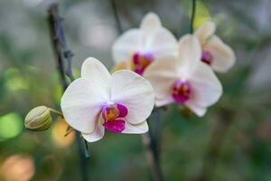 Beautiful white orchids blooming with natural background in the garden photo