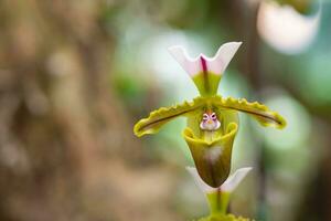 Beautiful paphiopedilum orchid are blooming on nature background photo