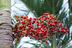 Close-up of red fruit of foxtail palm tree photo