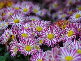 hermosa de crisantemos flor floreciente con luz de sol efecto en el jardín. foto