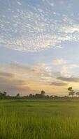 natural panorama verde arroz Campos tarde dentro a chuvoso estação e pôr do sol video