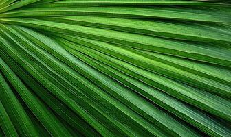 Palm leaf wallpaper. Tropical leaves background. Created with tools photo
