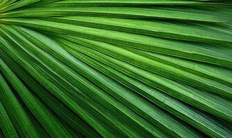 Palm leaf wallpaper. Tropical leaves background. Created with generative AI tools photo