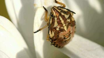 Marrone marmorated puzza insetto halyomorpha Halys su camomilla petalo video