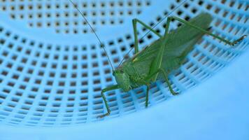 Große grüne Heuschrecke weiblich aus nächster Nähe. video