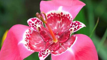 Blühende rosafarbene Tigridia-Pavonia-Blume, auch bekannt als Pfauenblume video