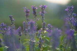Close up shot, Lavender flowers are blooming in the morning. photo
