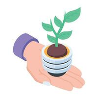 An isometric icon of plant growing vector