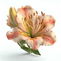 Flower of lily on white background. 3D illustration. photo