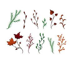 Vector branches evergreen, autumn colors. Twigs maple, aspen, coniferous, herbs. Vector illustration