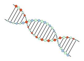 DNA helix flat line color isolated vector object. Genetic information. Editable clip art image on white background. Simple outline cartoon spot illustration for web design