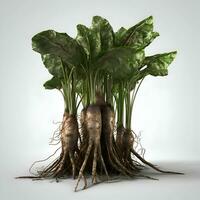 beetroot plant with roots 3d render on gray background with shadow photo