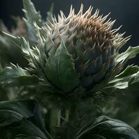 Cynara cardunculus  artichoke  close up photo