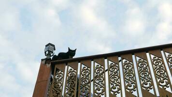 Black cat on wood fence . video