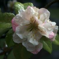 manzana florecer con gotas de lluvia en el pétalos de cerca foto